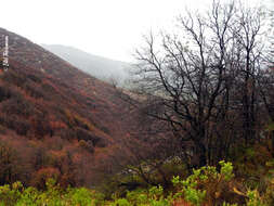 Imagem de Nothofagus macrocarpa (A. DC.) F. M. Vázquez & R. A. Rodr.