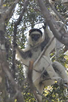 Image of Verreaux's Sifaka