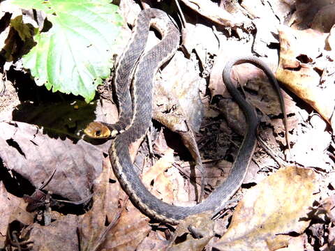 Image of Goldenhead Garter Snake