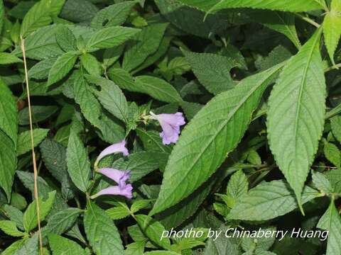 Image of Strobilanthes formosana S. Moore