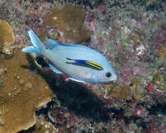 Image de Chromis ovalis (Steindachner 1900)