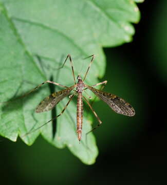 Image of Epiphragma (Epiphragma) meridionalis Alexander 1928