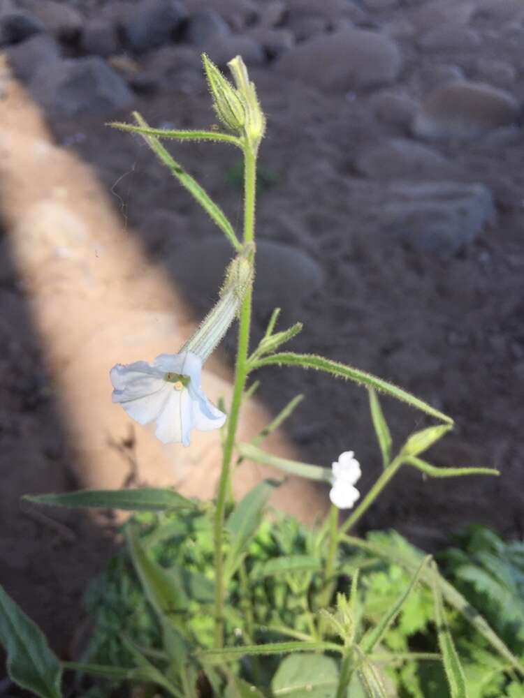 Image of manyflower tobacco