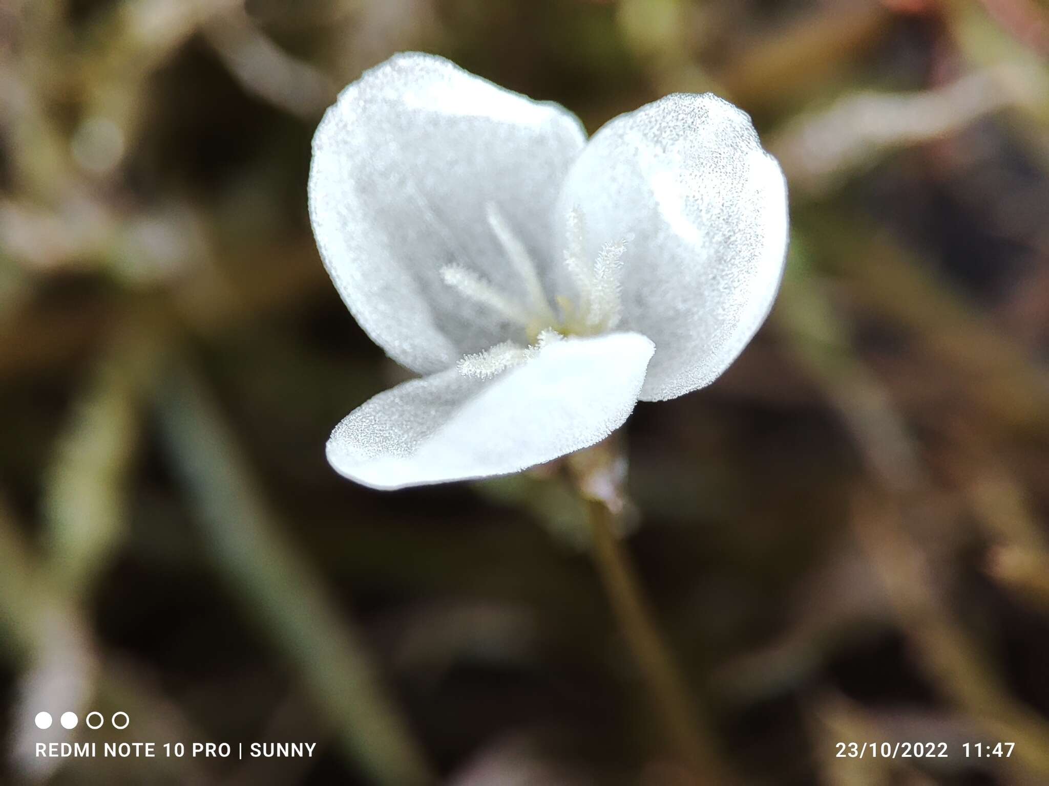 Image of Egeria najas Planch.