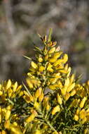 Image de Ulex parviflorus subsp. parviflorus