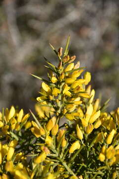 Image de Ulex parviflorus Pourr.