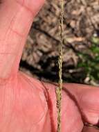 Image of Catstail dropseed