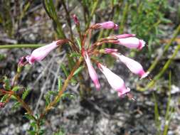Image of Erica embothriifolia var. longiflora H. Bol.