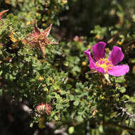 Rosa minutifolia Parry的圖片