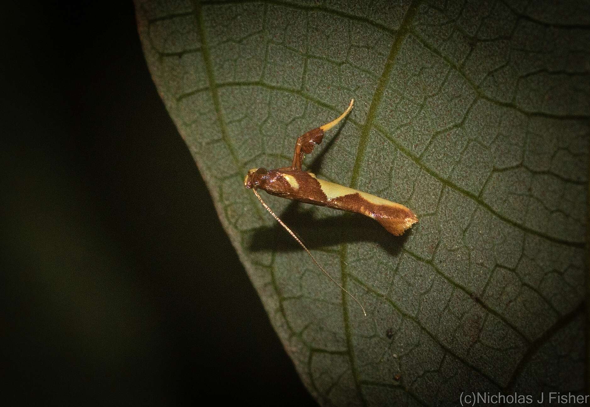 Sivun Caloptilia xanthopharella (Meyrick 1880) kuva