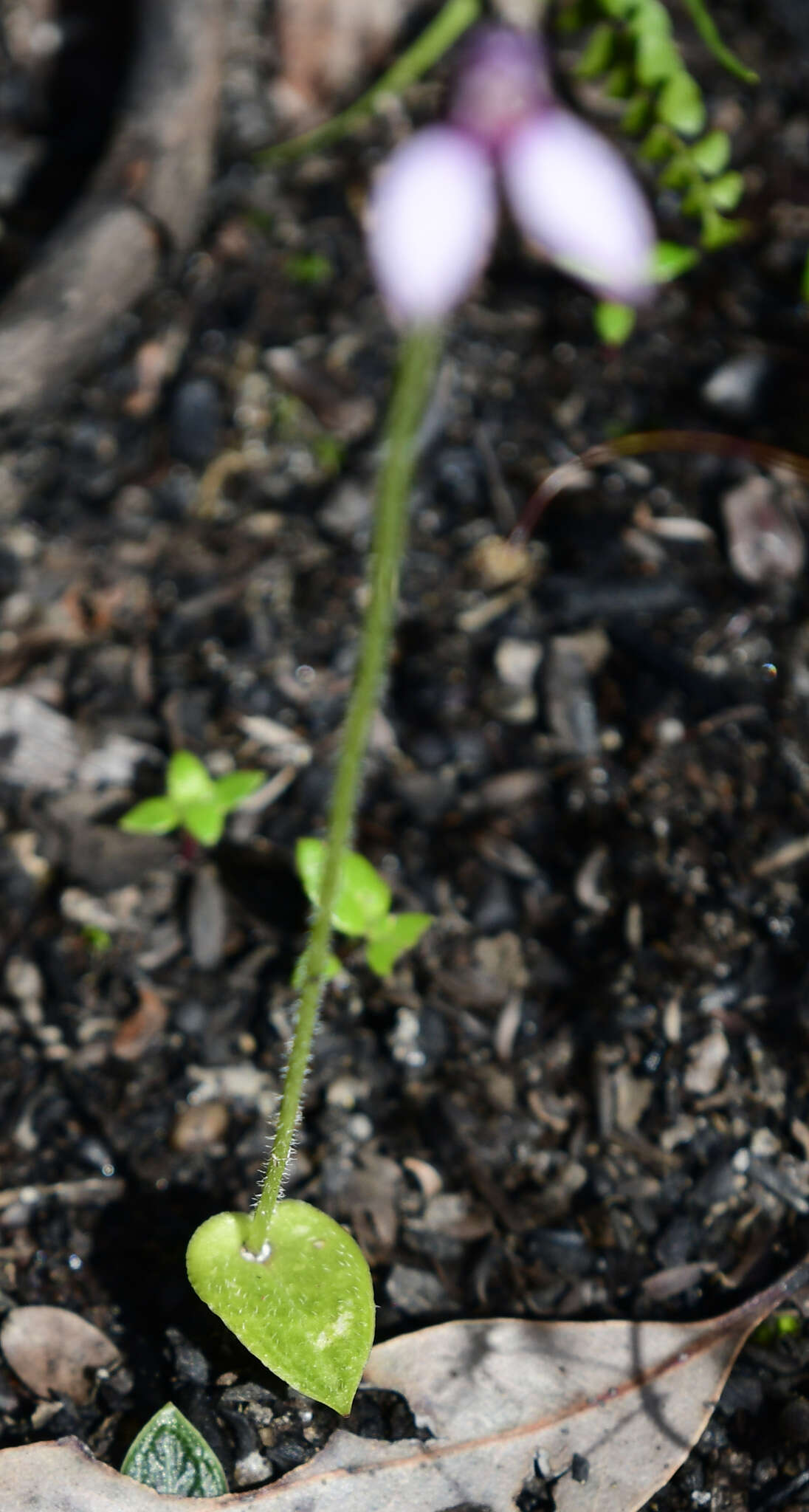 Image of Eriochilus scaber Lindl.