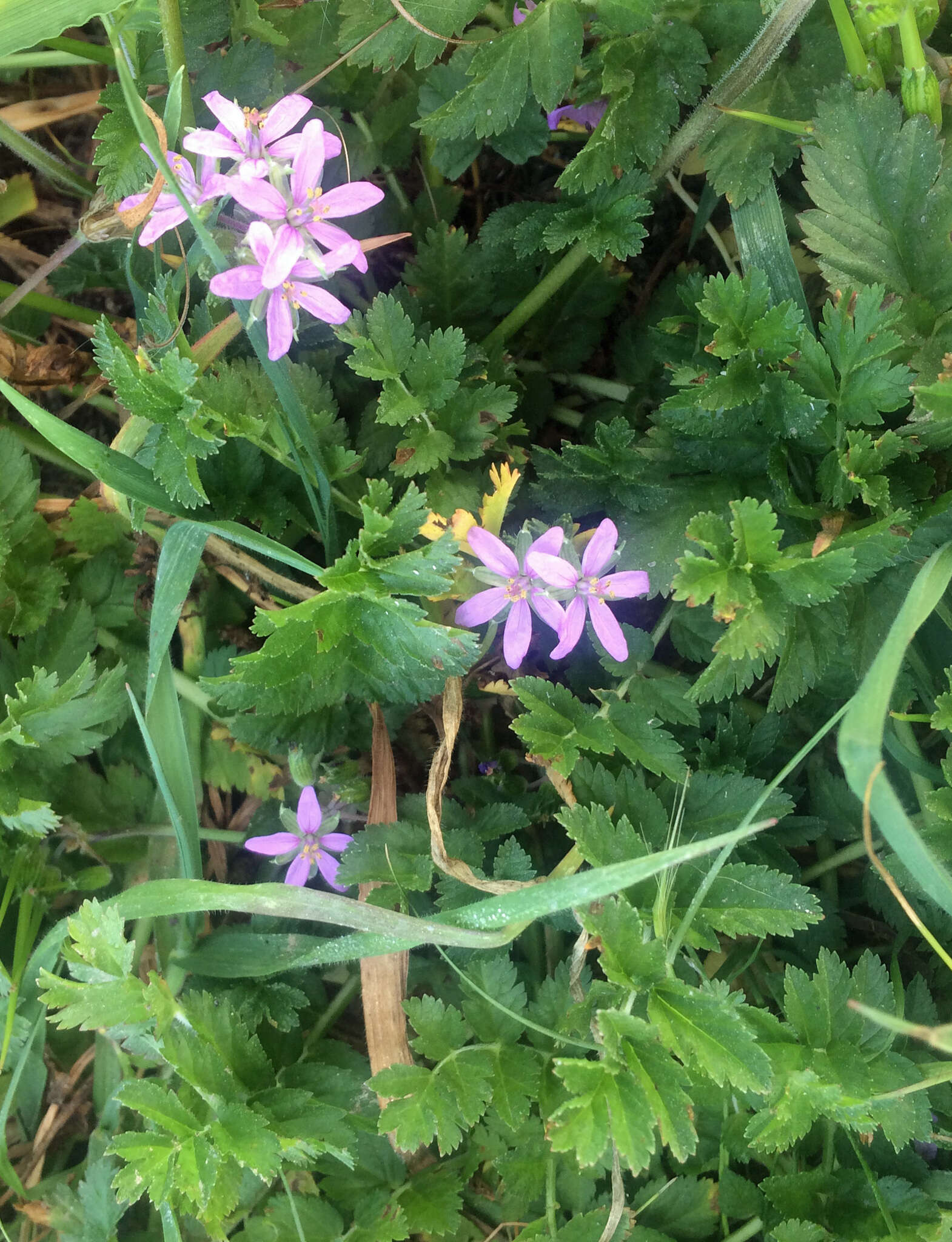 Image of musky stork's bill