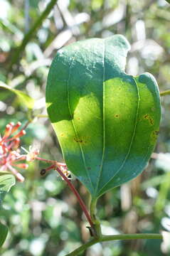 Image of Smilax bracteata C. Presl