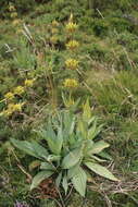 Image of Gentiana lutea subsp. aurantiaca M. Laínz