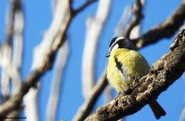 Image of African Blue Tit