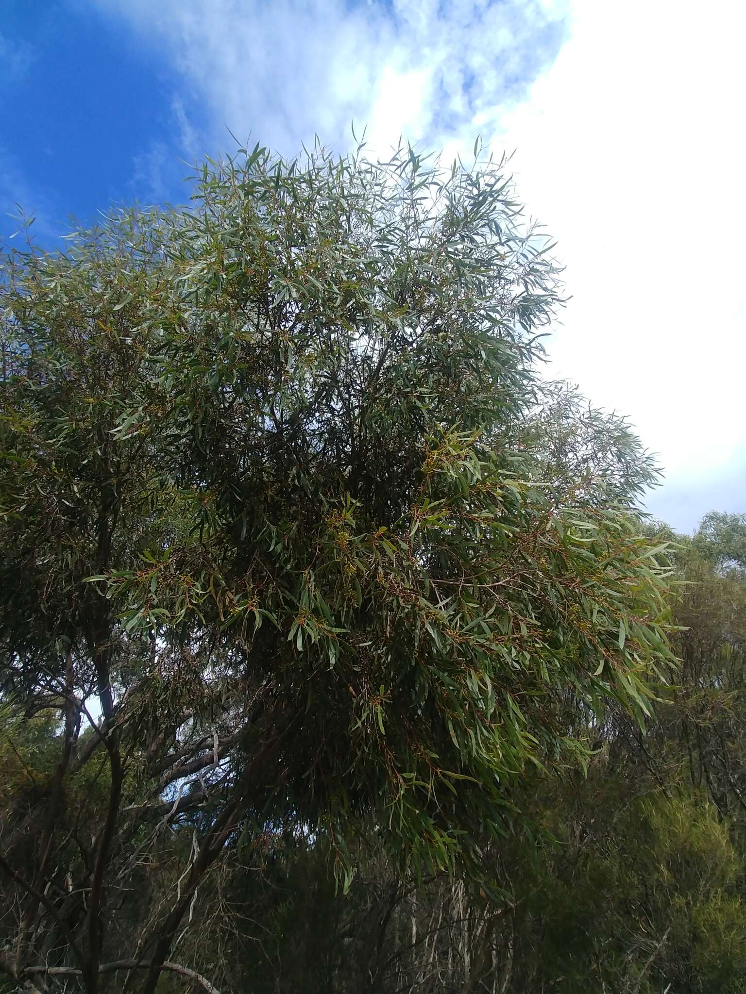 Image of Eucalyptus odorata Behr