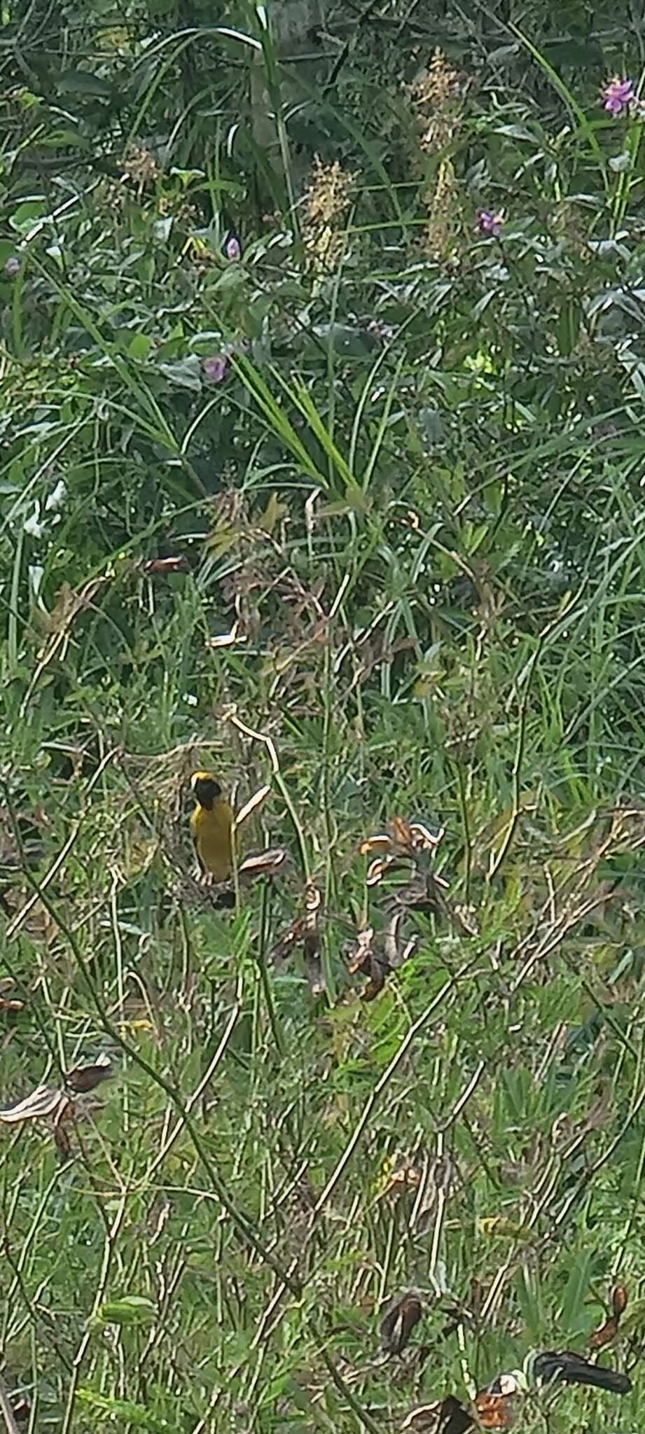 Image of Asian Golden Weaver