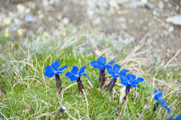 Image of Gentiana terglouensis subsp. schleicheri (Vacc.) Tutin