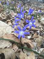 Image de Scilla luciliae (Boiss.) Speta