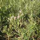 Image of Erigeron acris subsp. acris