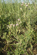 Plancia ëd Erigeron acris subsp. acris