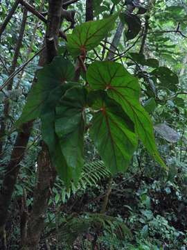 Image of Begonia humbertii Keraudren