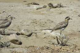 Image of Peruvian Thick-knee