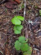 Sivun Rubus lasiococcus A. Gray kuva