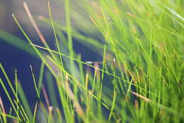 Image of Black-fronted Forktail