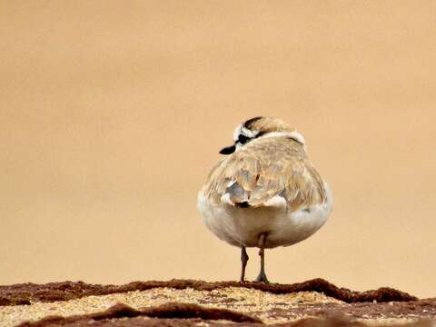 Sivun Charadrius marginatus mechowi (Cabanis 1884) kuva