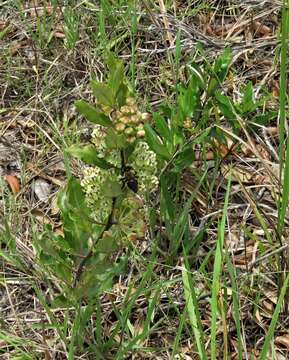 Sivun Asclepias tomentosa Ell. kuva