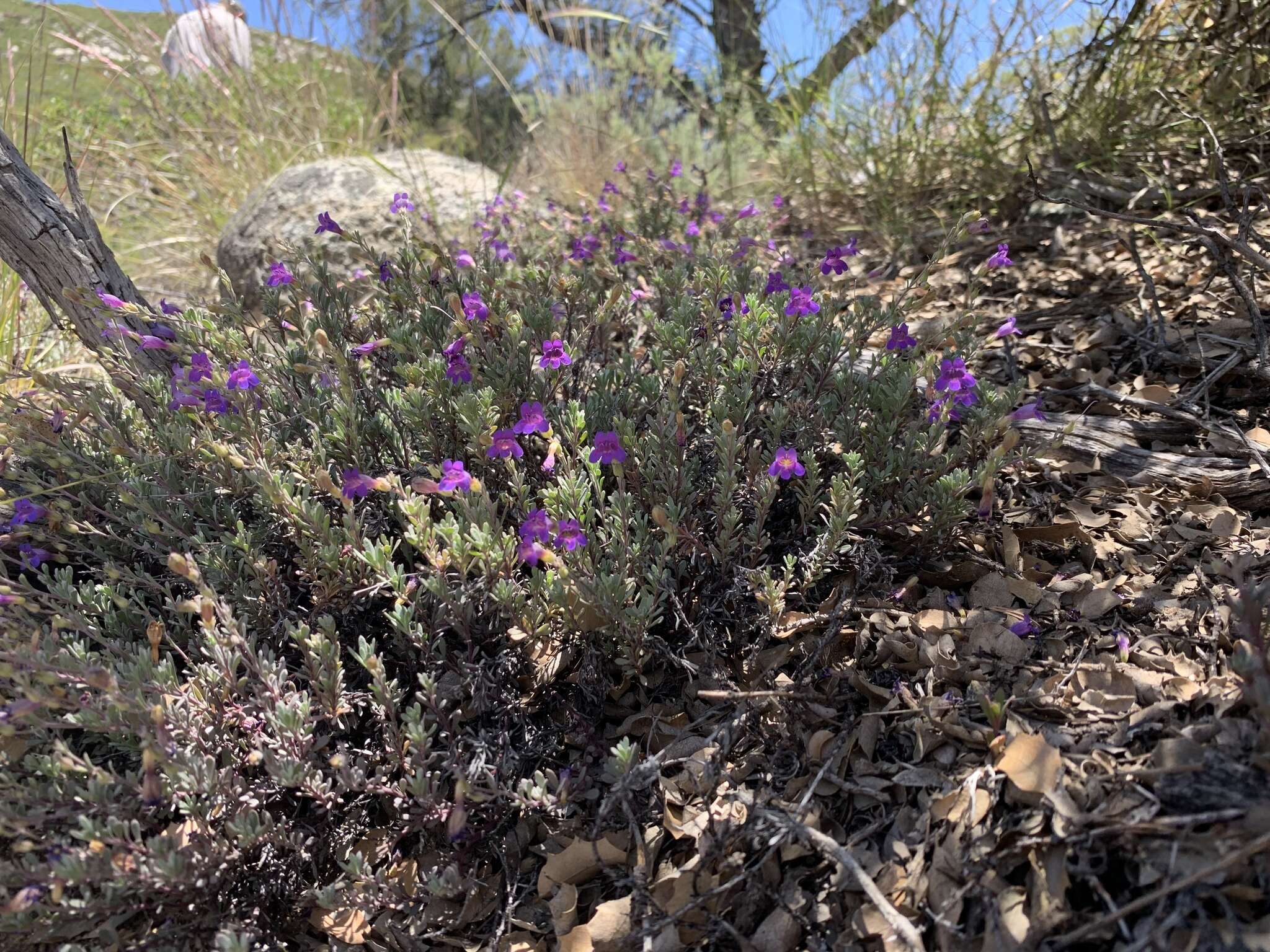 Image of California penstemon