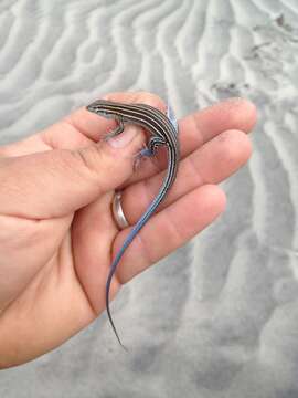 Image of Baja California Whiptail