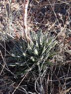 Image of Agave parviflora subsp. parviflora