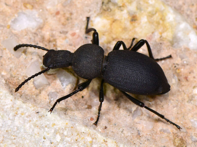 Image of <i>Cephalostenus orbicollis</i>