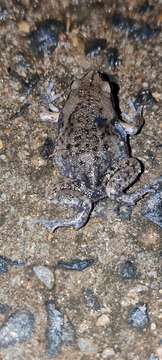 Image of Globular Frog