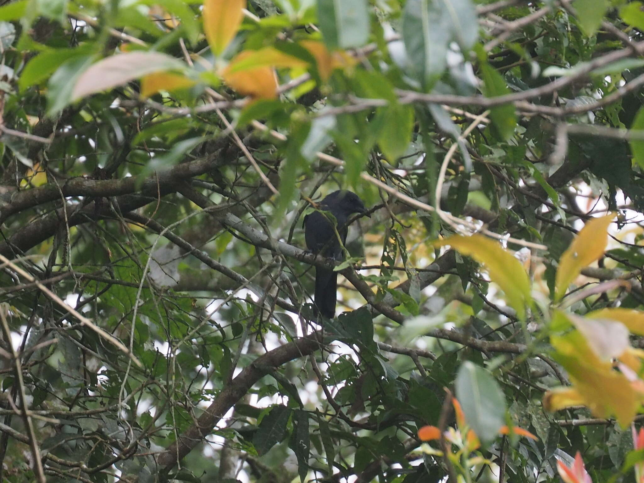 Coracina larvata (Müller & S 1843) resmi