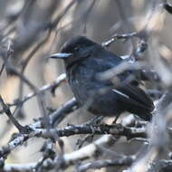 Image of White-winged Black Tyrant