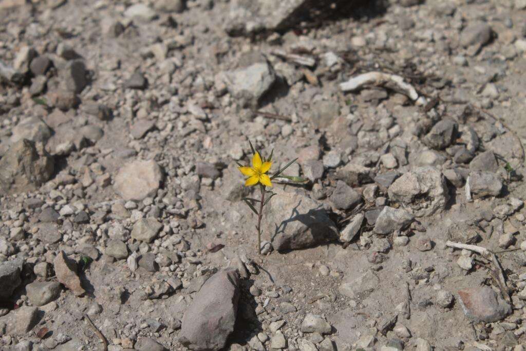 Image of Yellow Flameflower