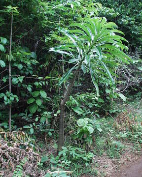 Image of Pachypodium rutenbergianum var. rutenbergianum