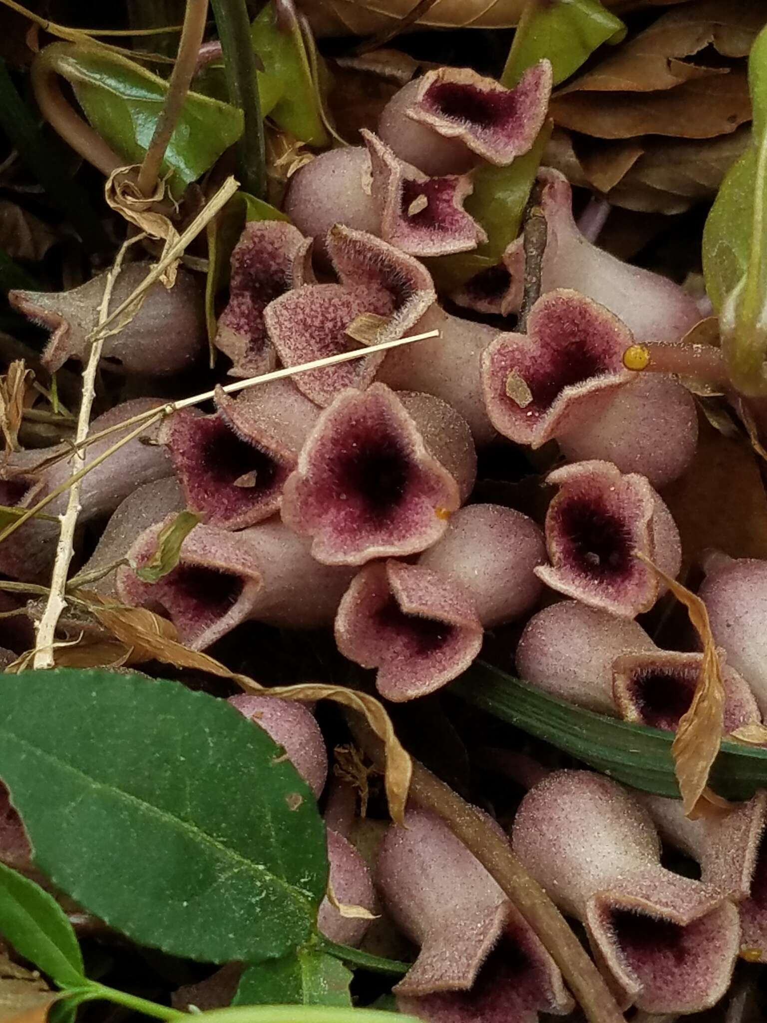 Image of Hexastylis arifolia var. arifolia