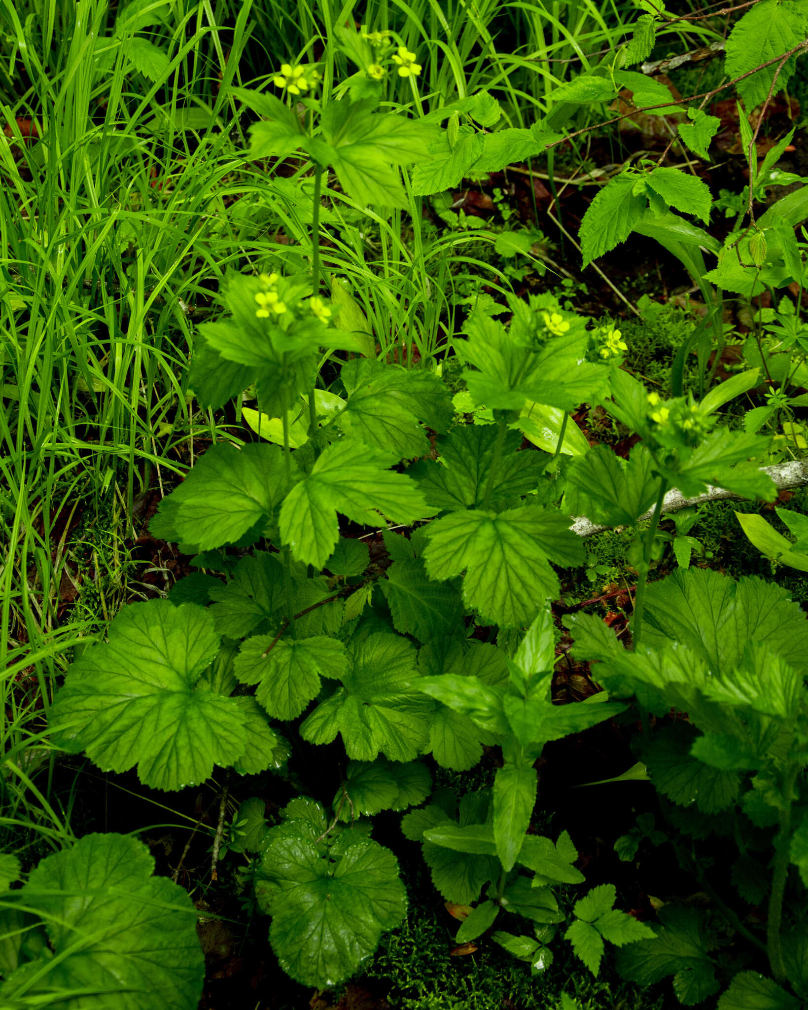 Imagem de Geum macrophyllum Willd.