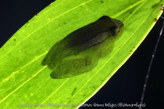 Image of Dendropsophus haddadi (Bastos & Pombal 1996)