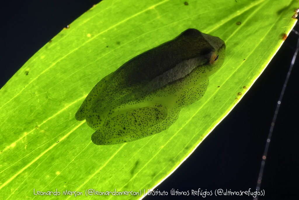 Image of Dendropsophus haddadi (Bastos & Pombal 1996)