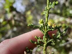 صورة Cupressus goveniana var. goveniana