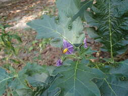 صورة Solanum dasyphyllum Schum. & Thonn.