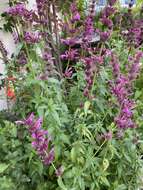 Imagem de Agastache mexicana (Kunth) Lint & Epling