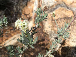 Imagem de Eriogonum fasciculatum var. polifolium (Benth.) Torrey & A. Gray