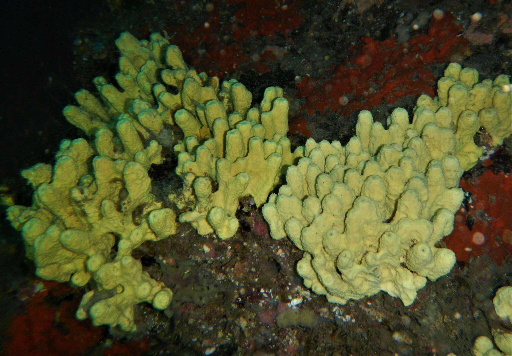 Image of yellow cave-sponge