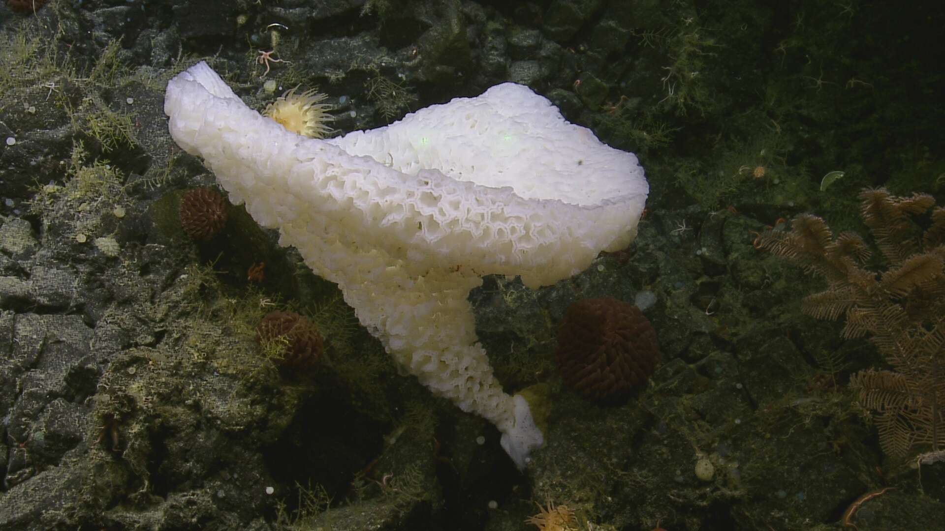 Image de Depressigyra globulus Warén & Bouchet 1989